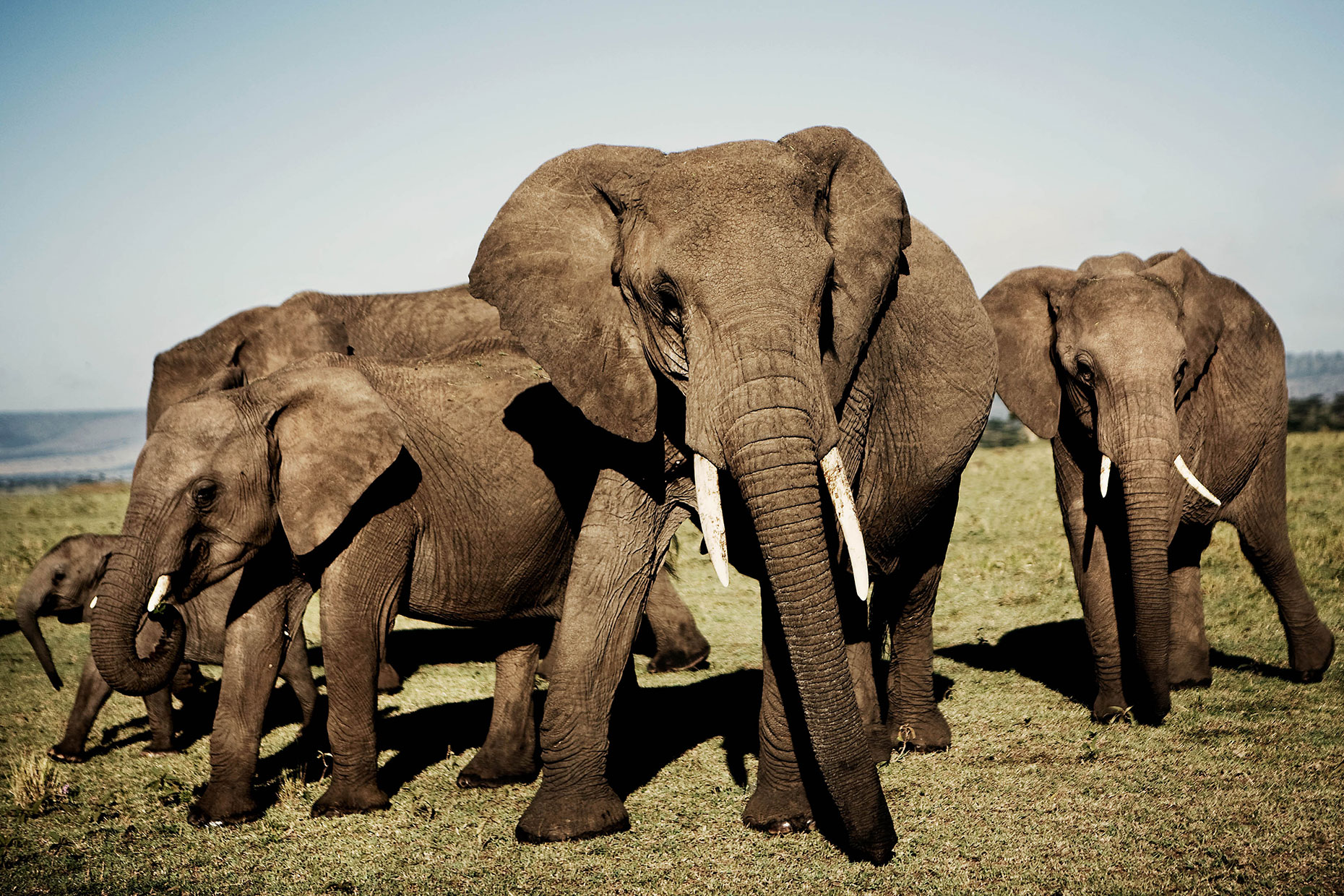 World in One Country South Africa Safari