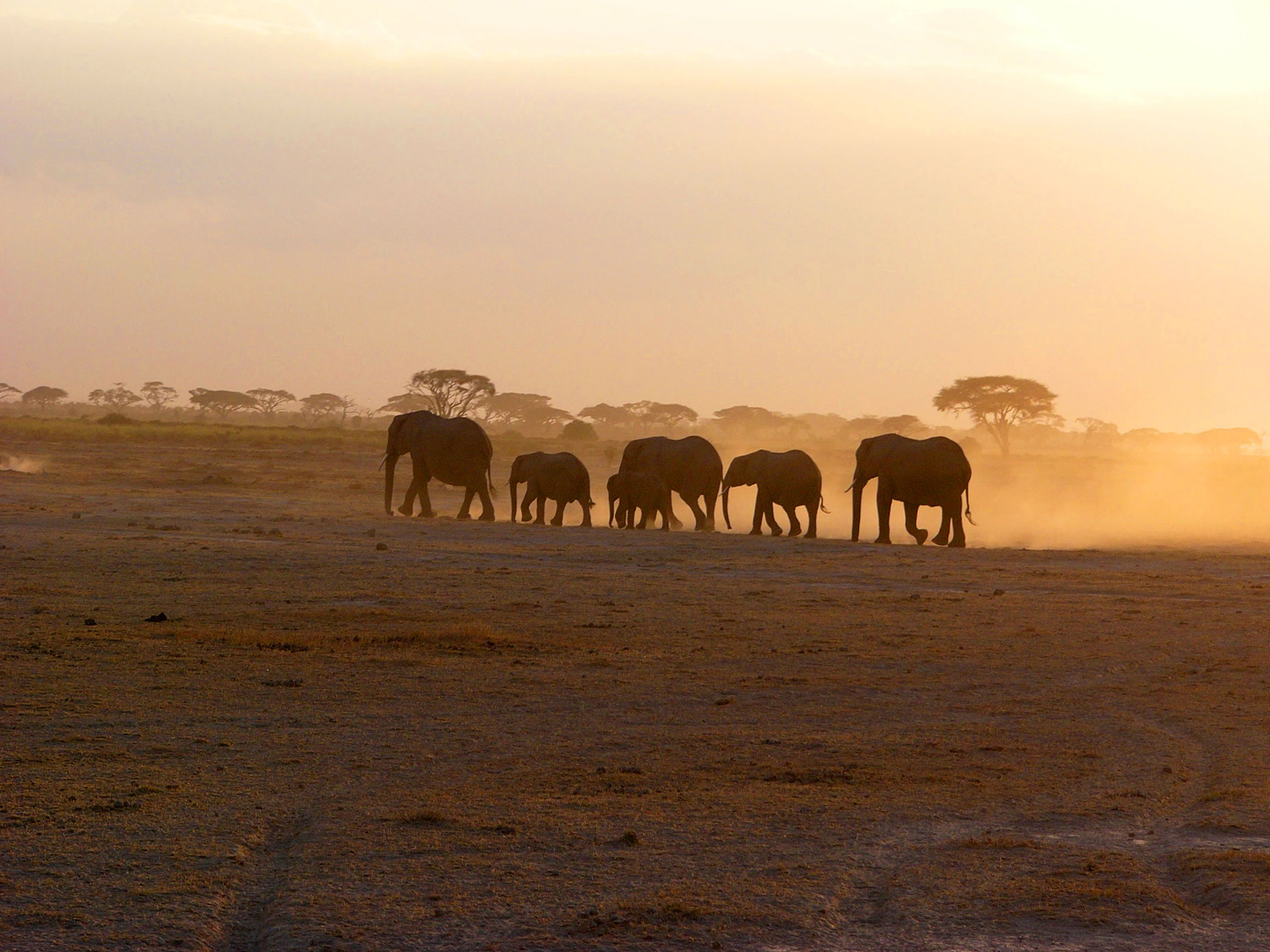 Big Five Game Drive Kruger