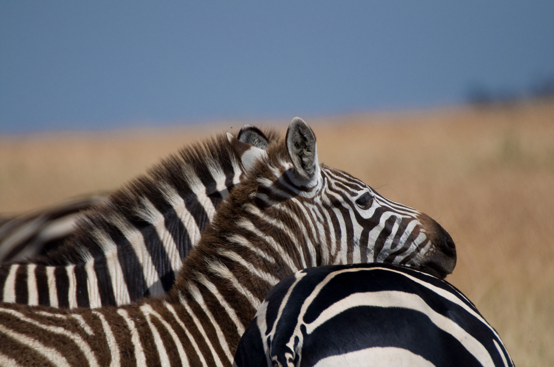 Safari Into the Bush