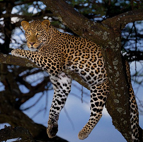 African Leopard, Greater Kruger