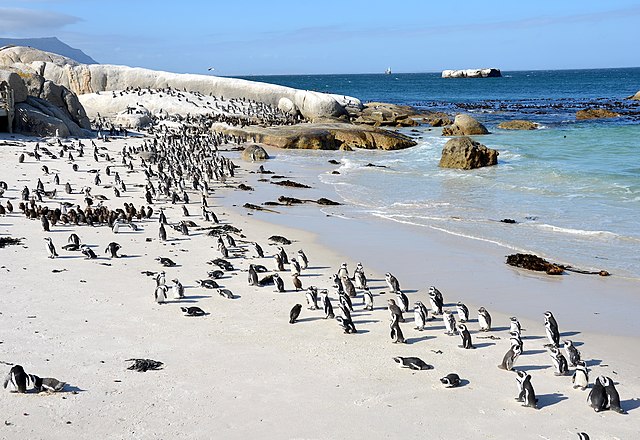 640px-Boulders_Beach_Suedafrika