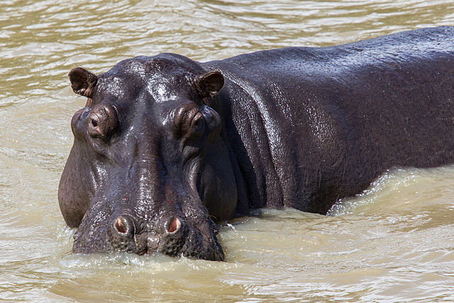 640px-Hippopotamus_at_St.Lucia