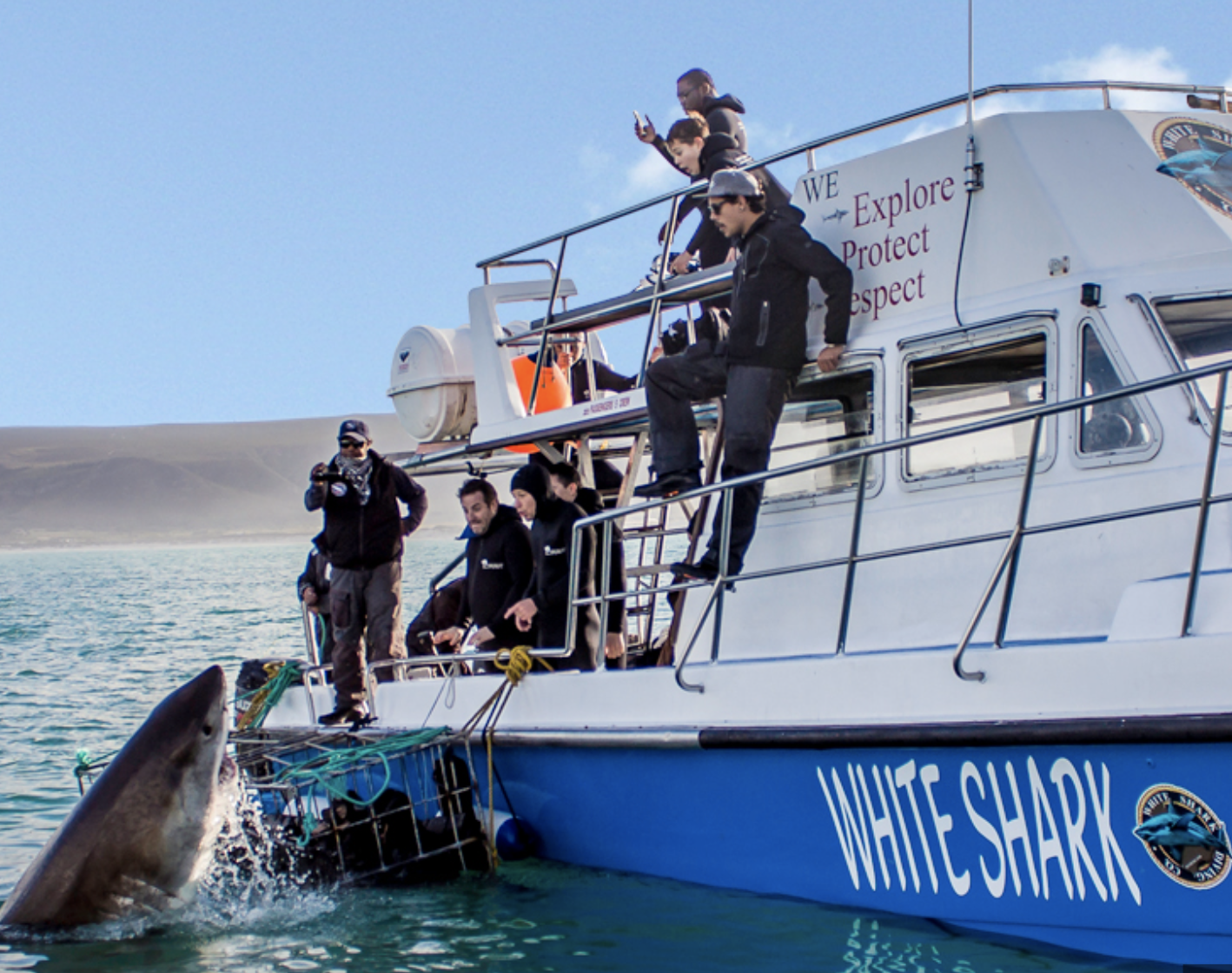 Sharkdiving