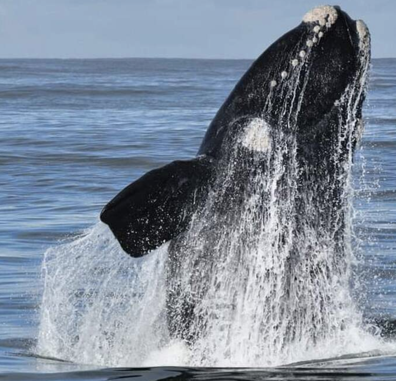 Whalewatching Hermanus