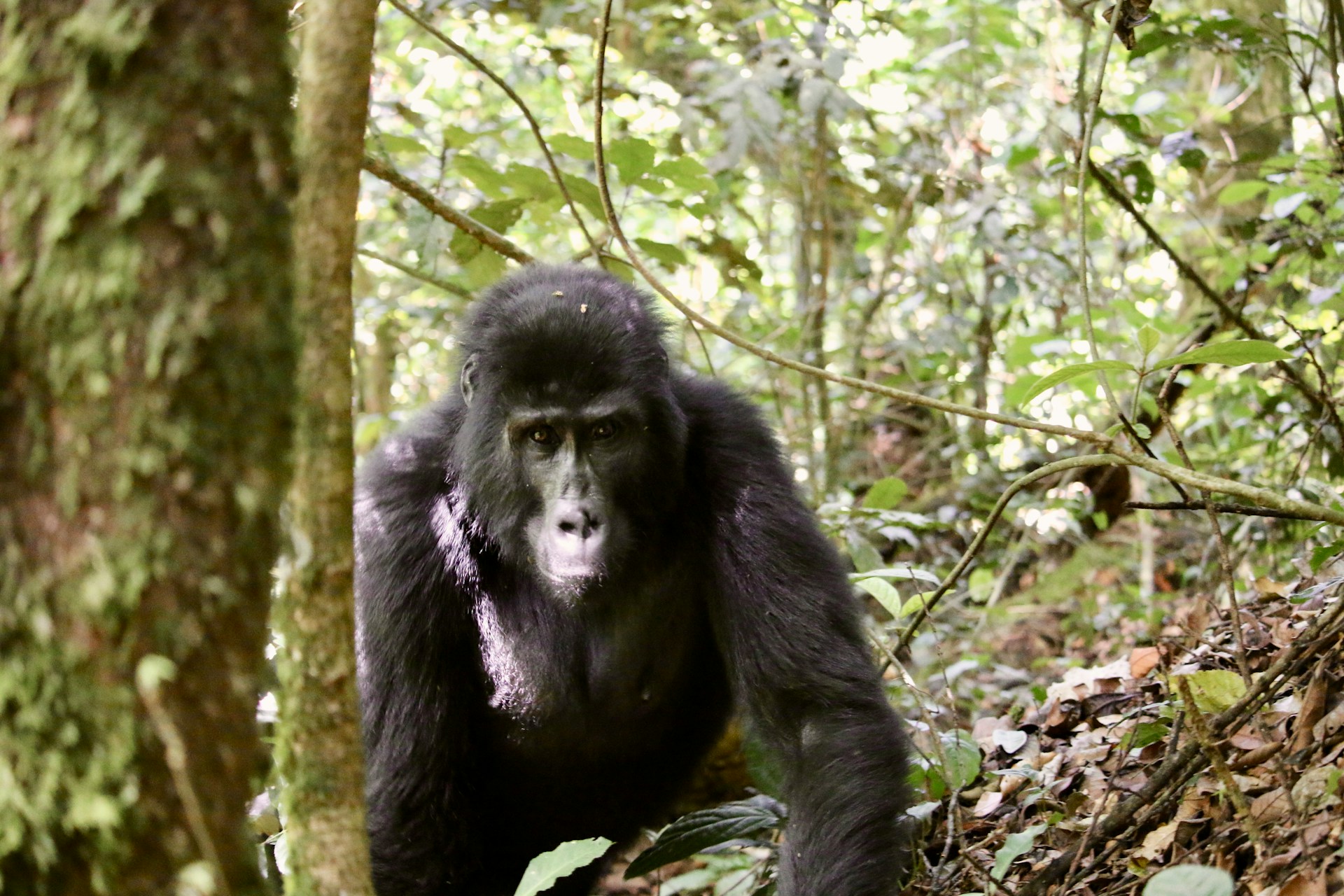 Bwindi Impenetrable Forest National Park Uganda