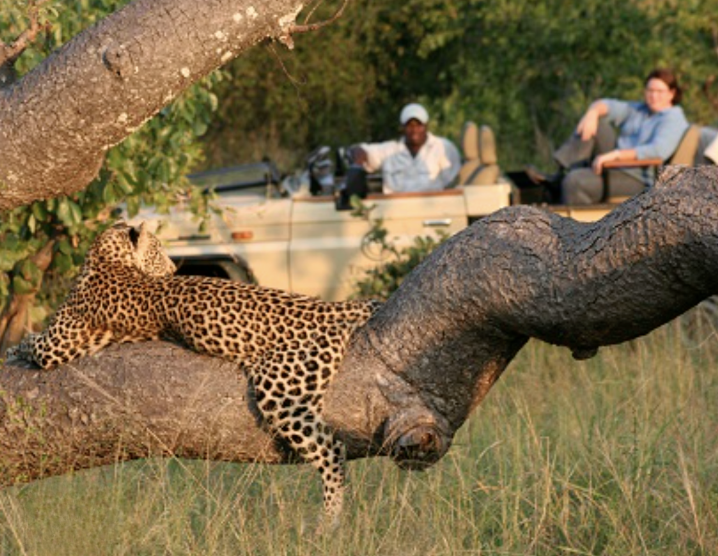 Kruger Cape Town Victoria Falls Safari
