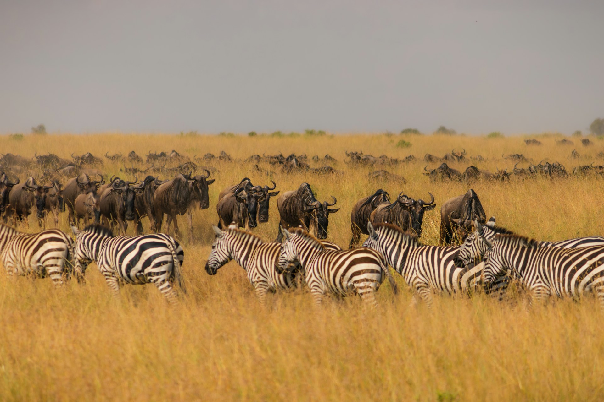 Out of Africa Safari Kenya