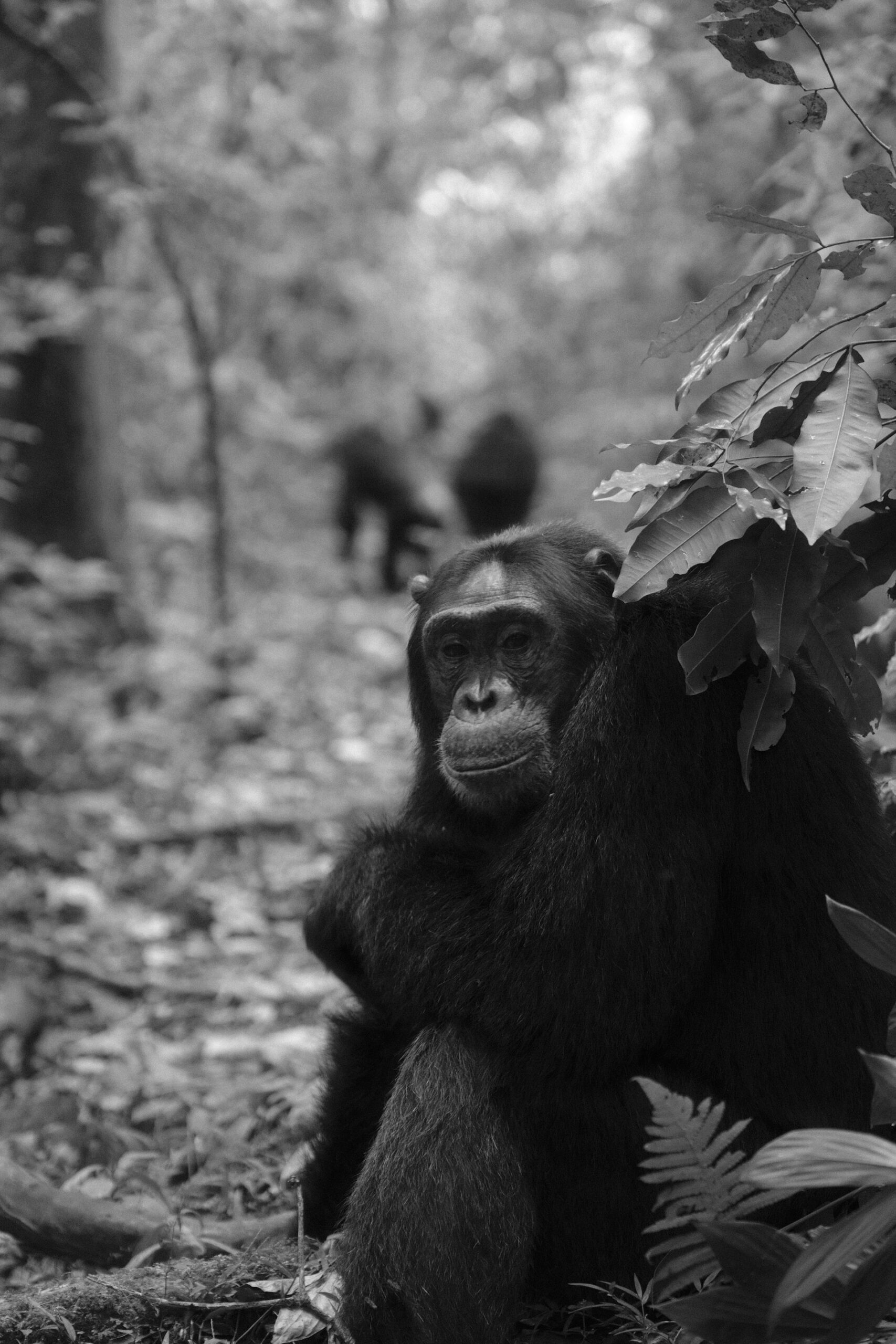 Kibale National Park Chimpanzee Trekking Uganda