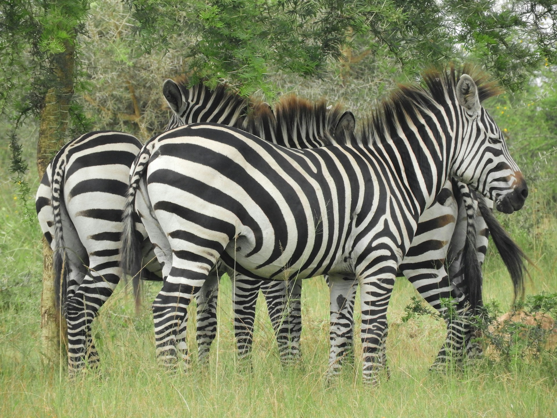 Lake Mburo National Park Uganda