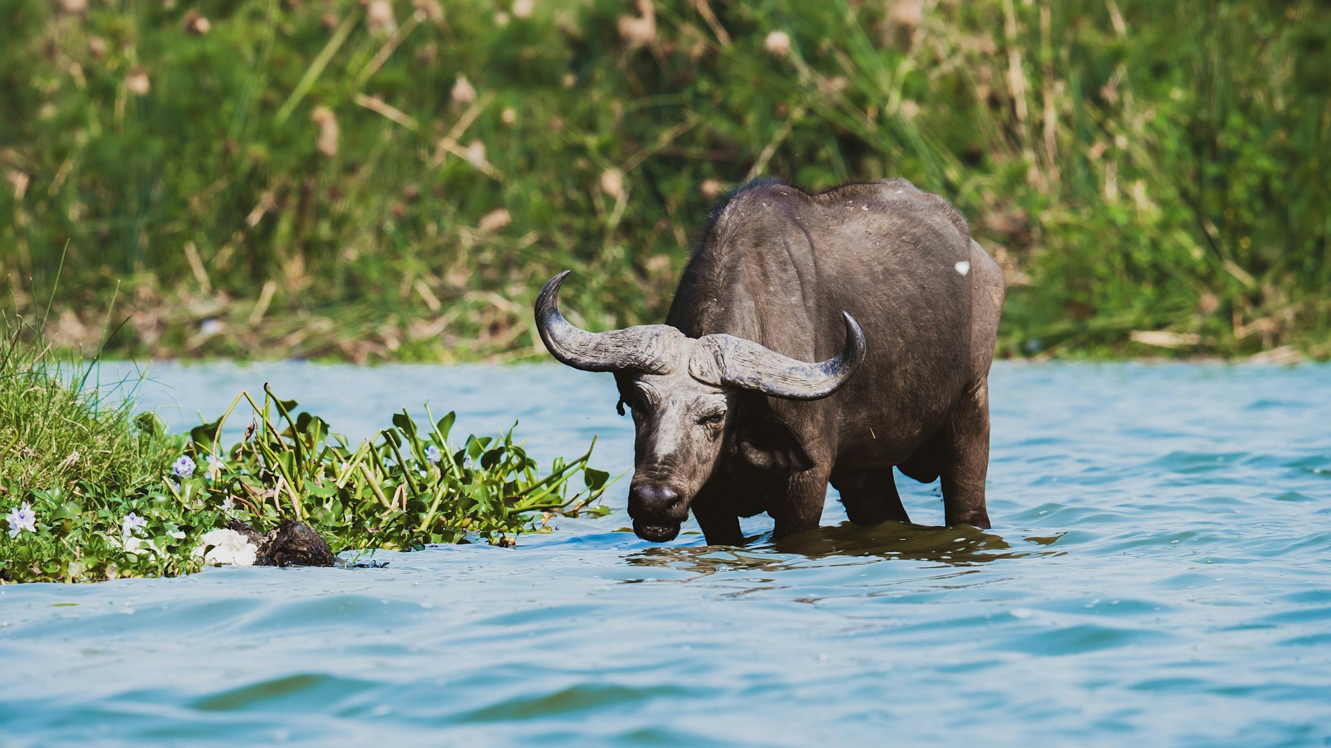 Queen Elizabeth National Park Kazinga Channel Uganda