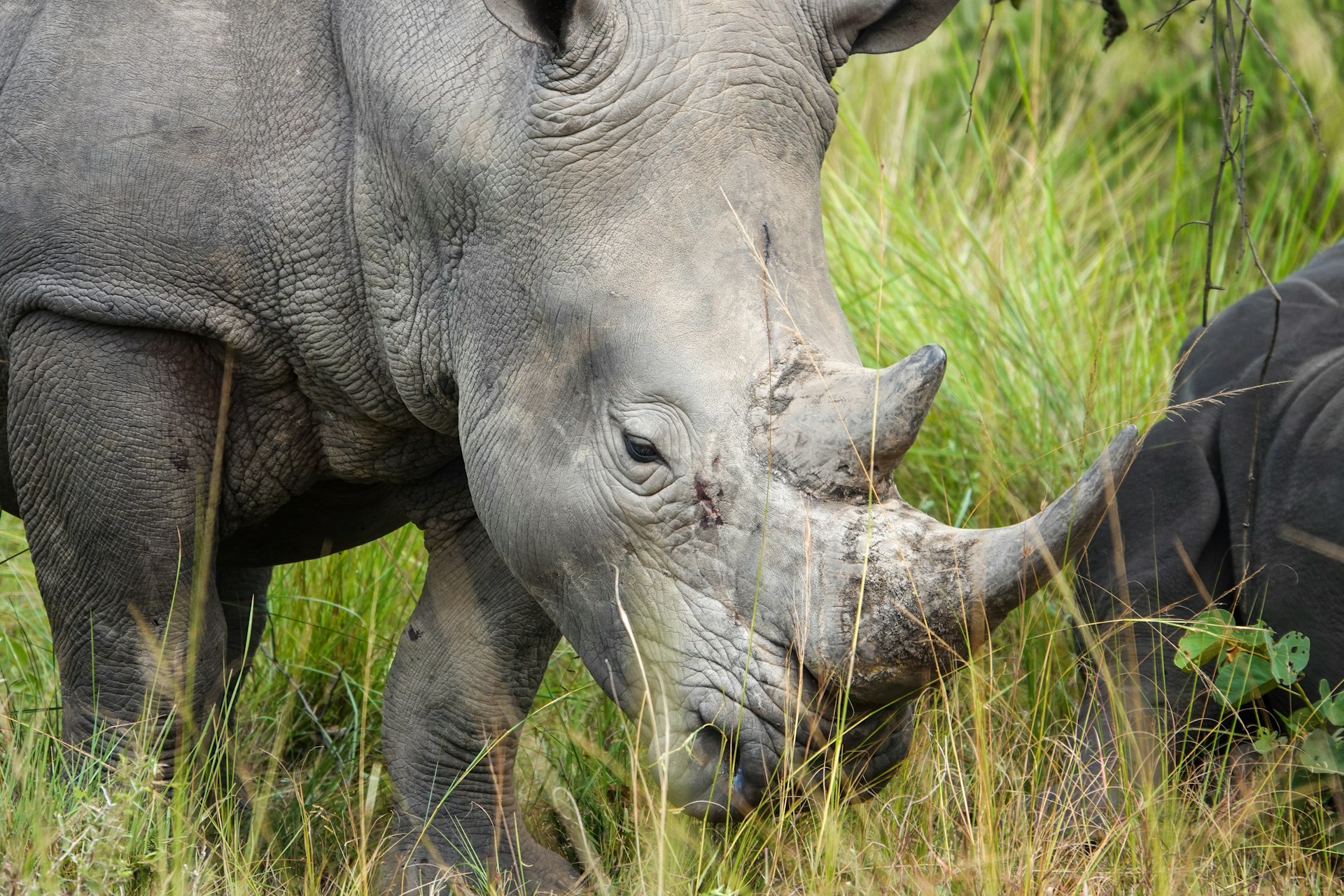Northern White Rhino, Ol Pejeta