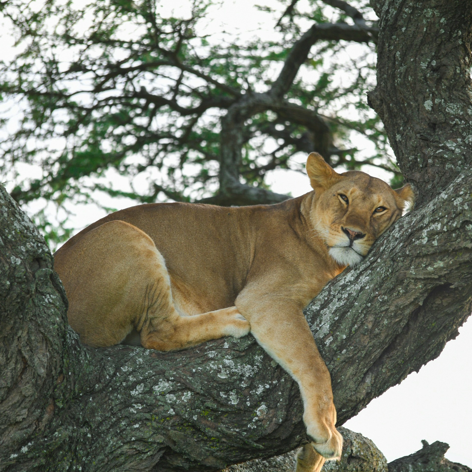 Tree Climbing Lion Lake Manyara Tanzania