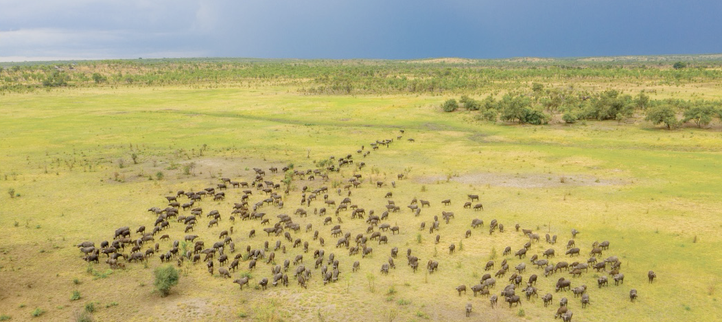 Buffalo herd Okavango