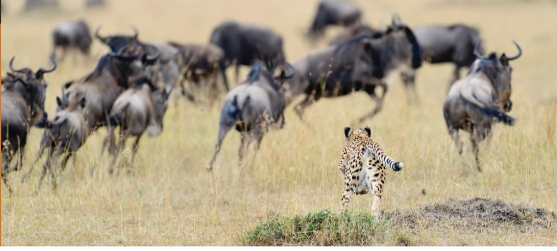 Wildebeest Migration East Africa