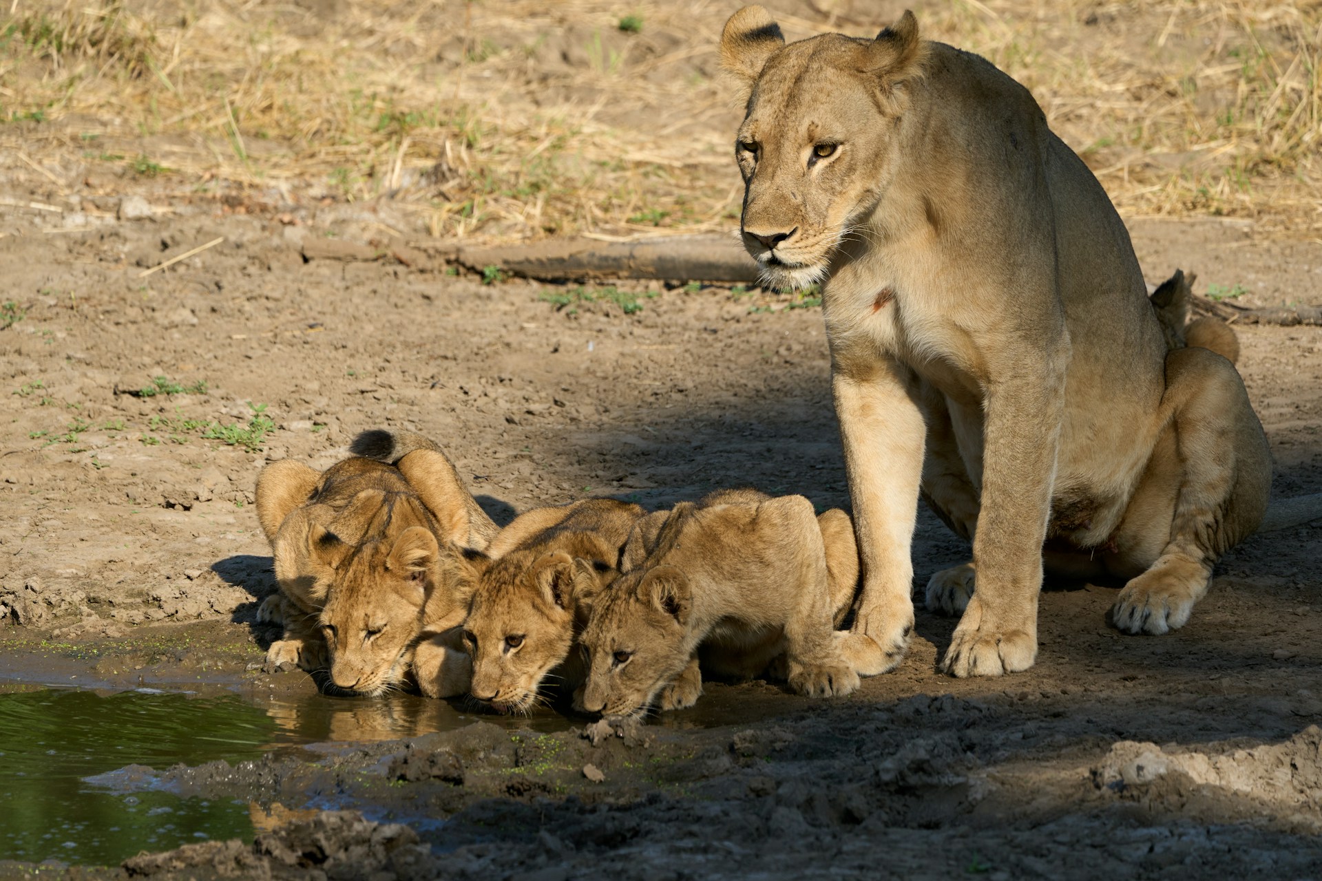Lioness with cubs, Masai Mara