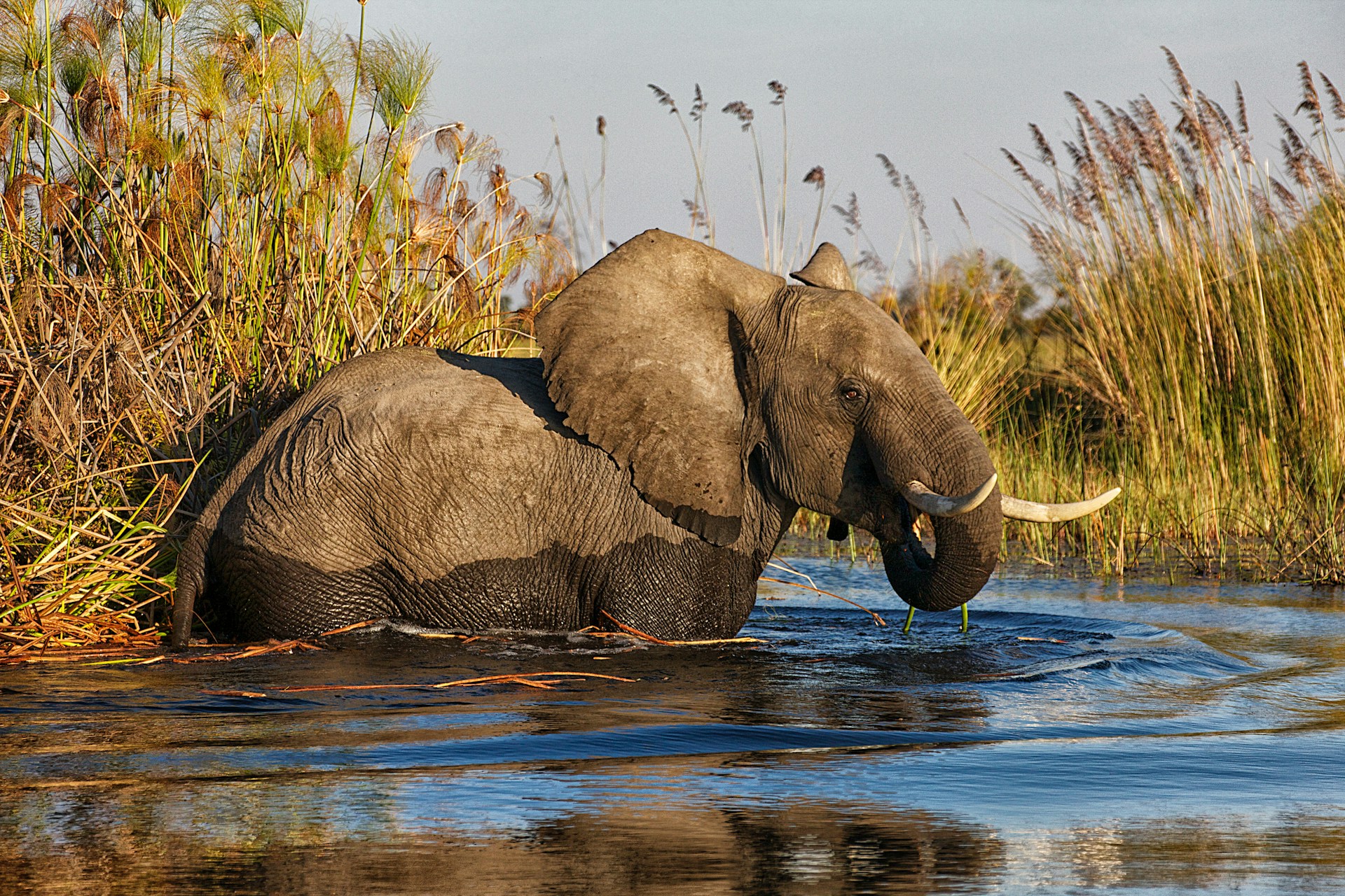 Okavango Delta