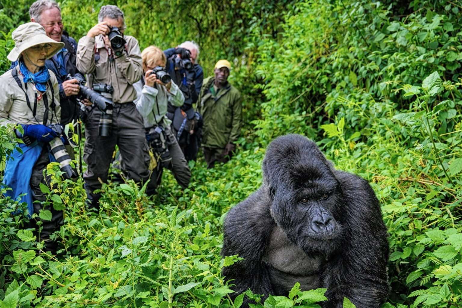 Mist rising Bwindi Impenetrable Forest Uganda