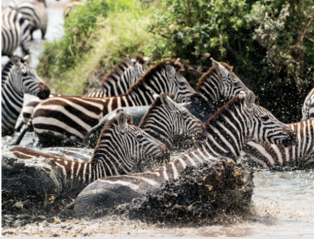 Tarangire National Park Migration