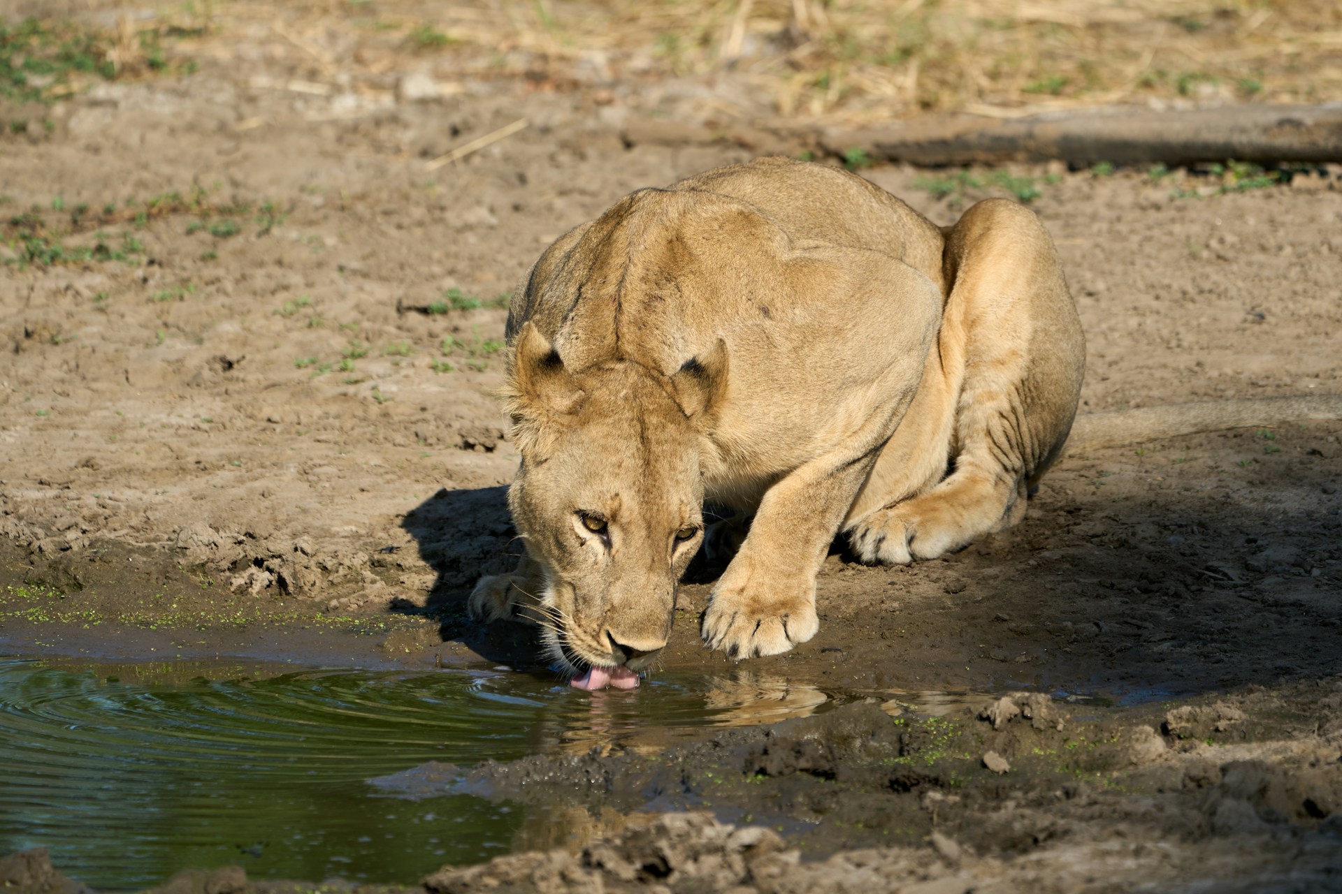 Lower Zambezi