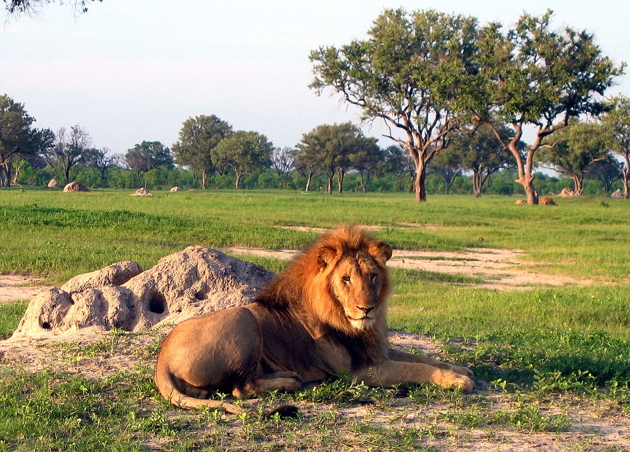 Hwange National Park — elephants at waterhole, Zimbabwe