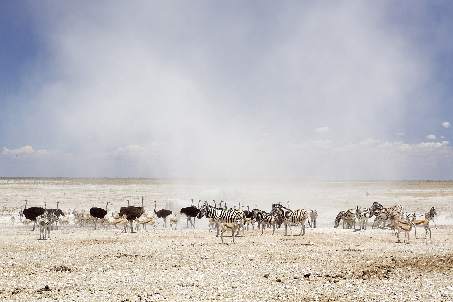 Etosha National Park — wildlife at waterhole, Namibia