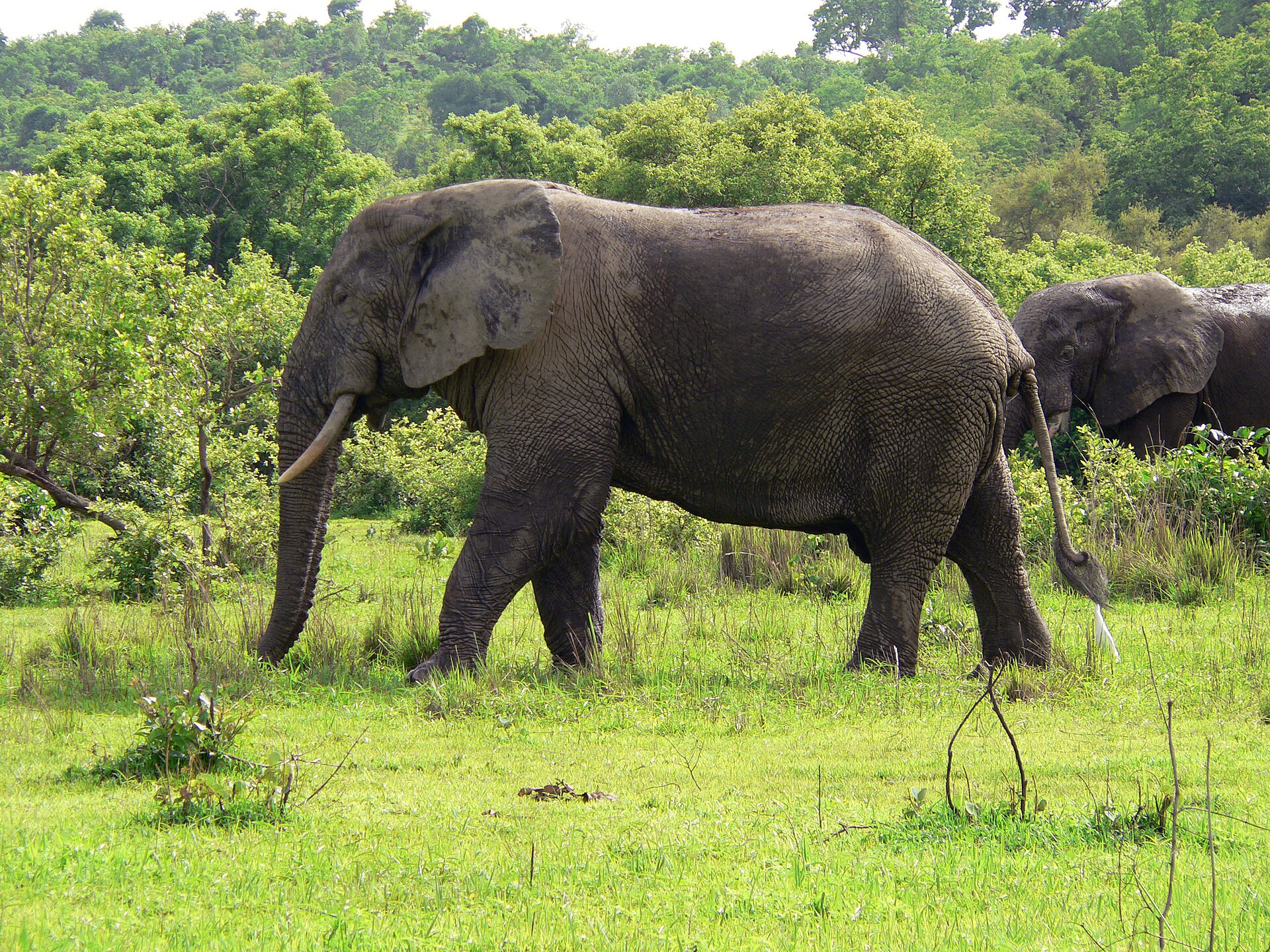 Mole National Park — elephants, Ghana