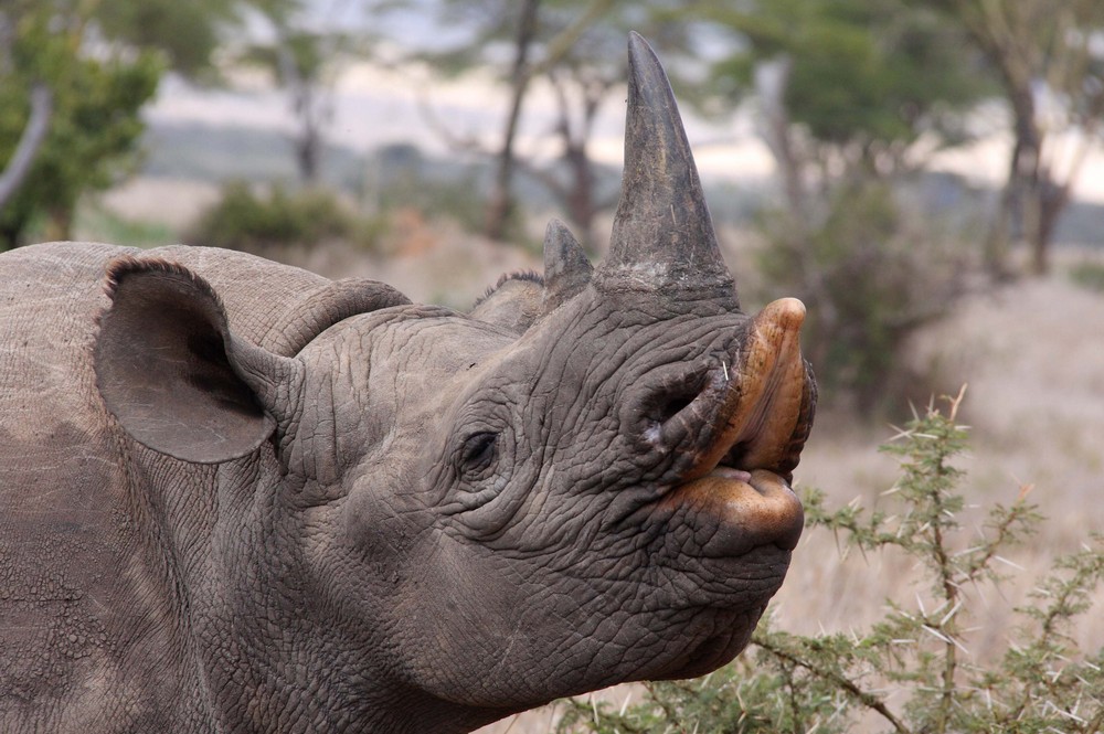 Black Rhino, Laikipia
