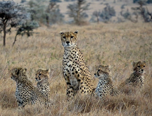 Mara-Meru Cheetah Project