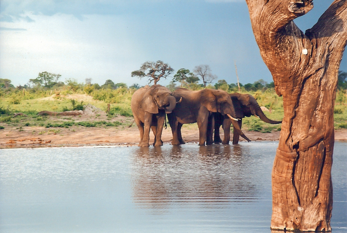 Okavango Delta — aerial view, UNESCO World Heritage Site