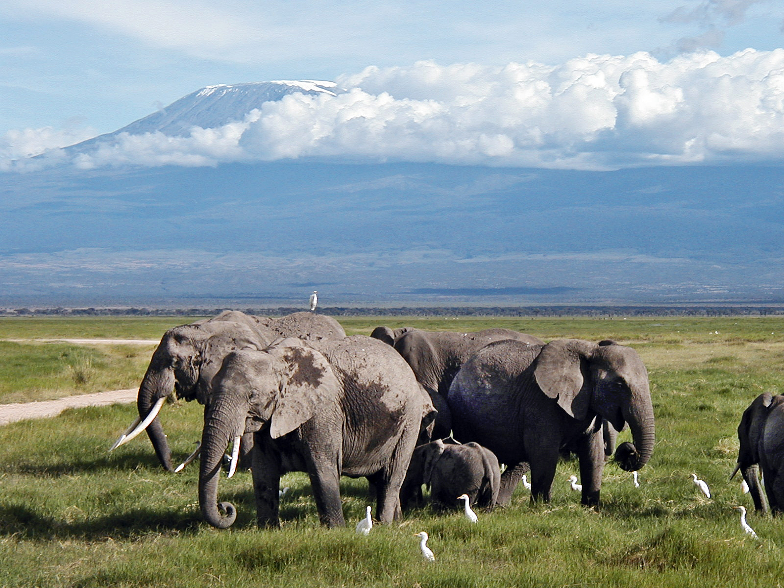 Elephants, Amboseli Trust