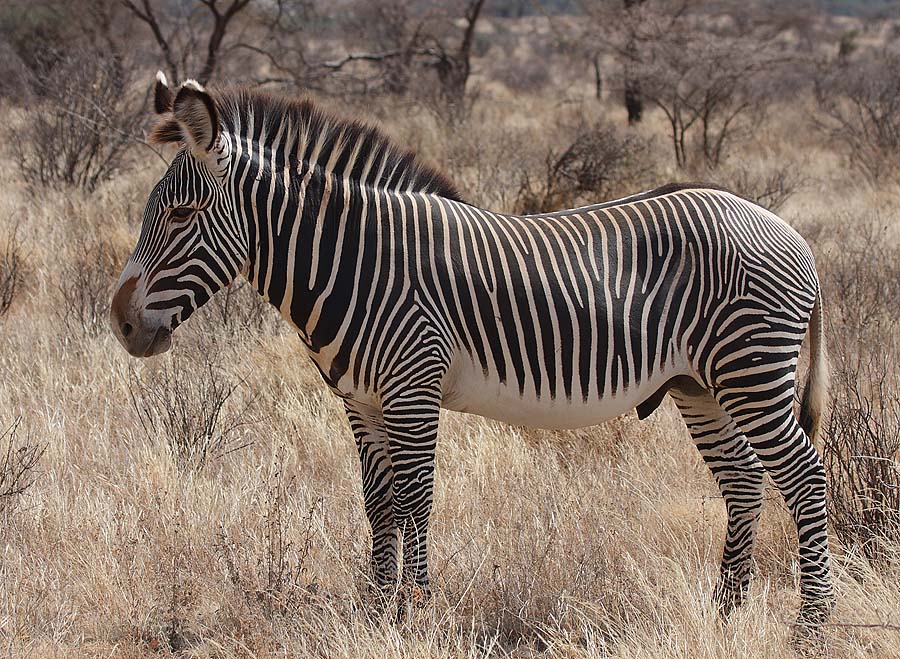 Grevy's Zebra, Lewa Conservancy