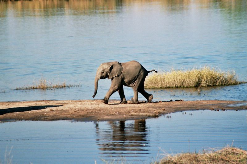Chobe River — elephants crossing, Botswana