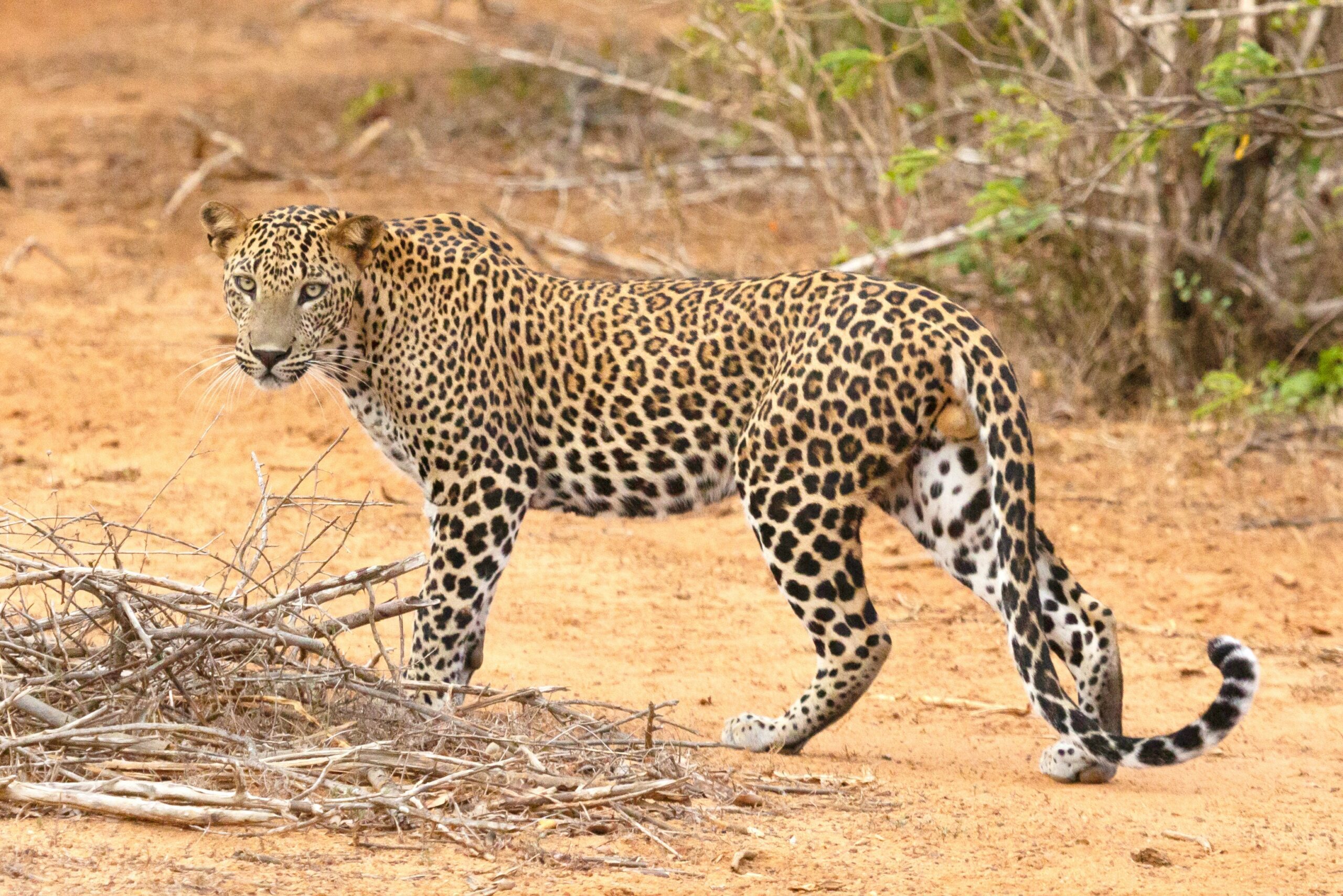 Leopard, South Luangwa