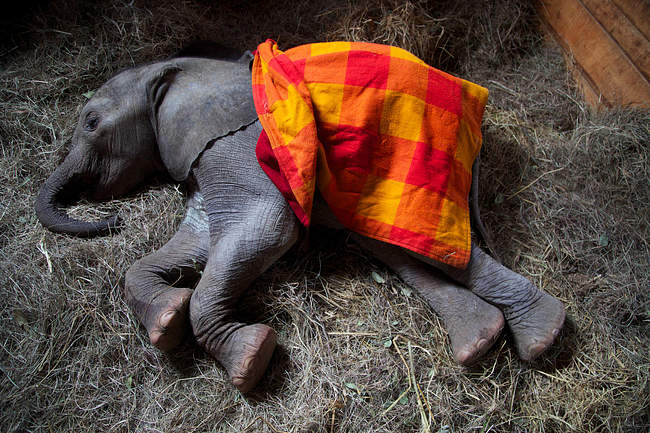 Sheldrick Baby Elephant