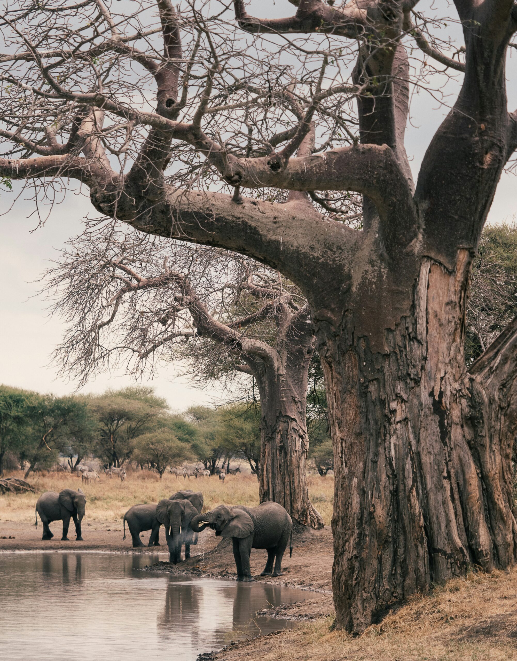 Elephants, Tarangire National Park