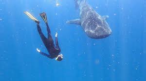 Whale Sharks, Watamu