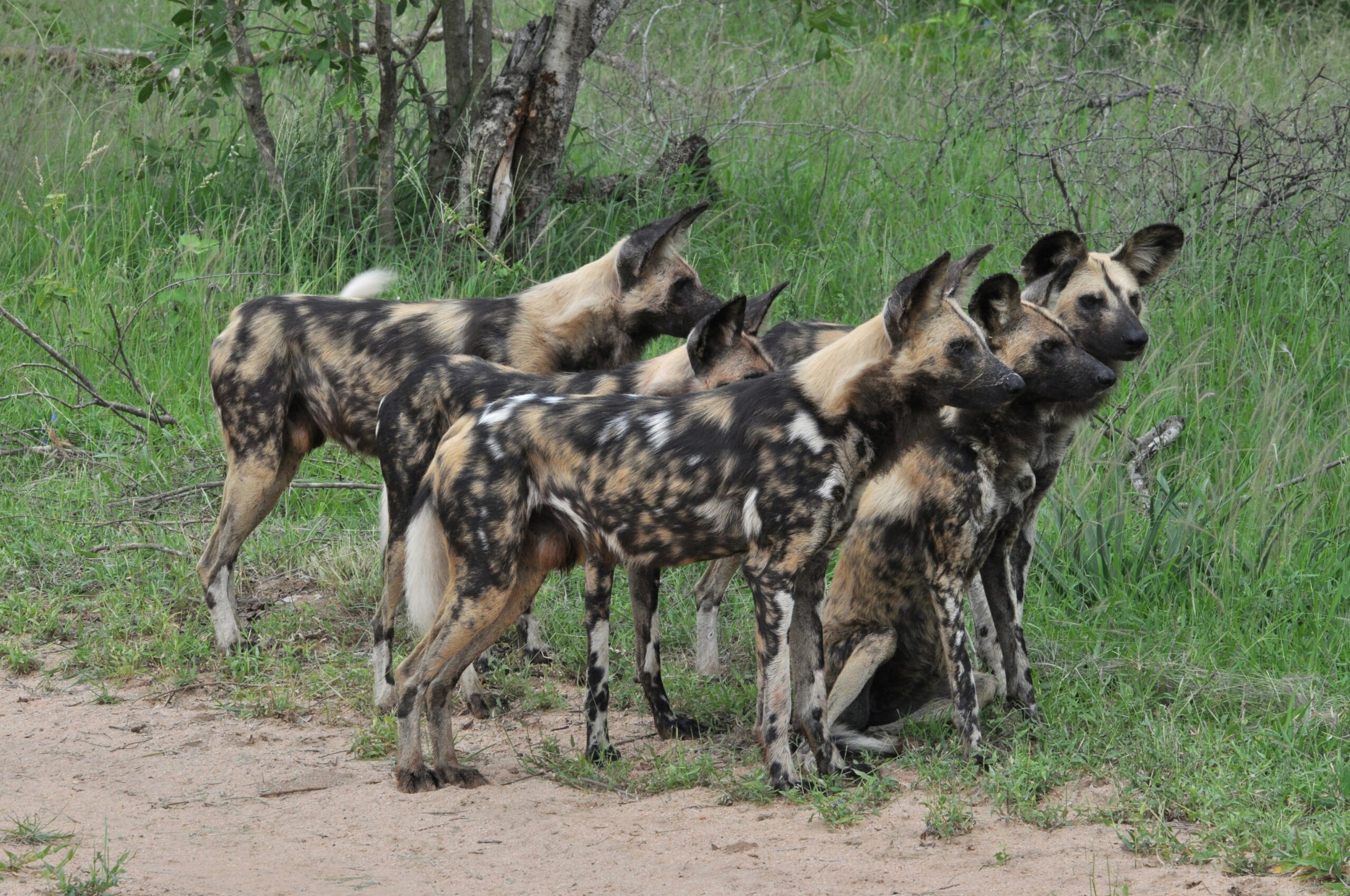 African Wild Dog, Laikipia