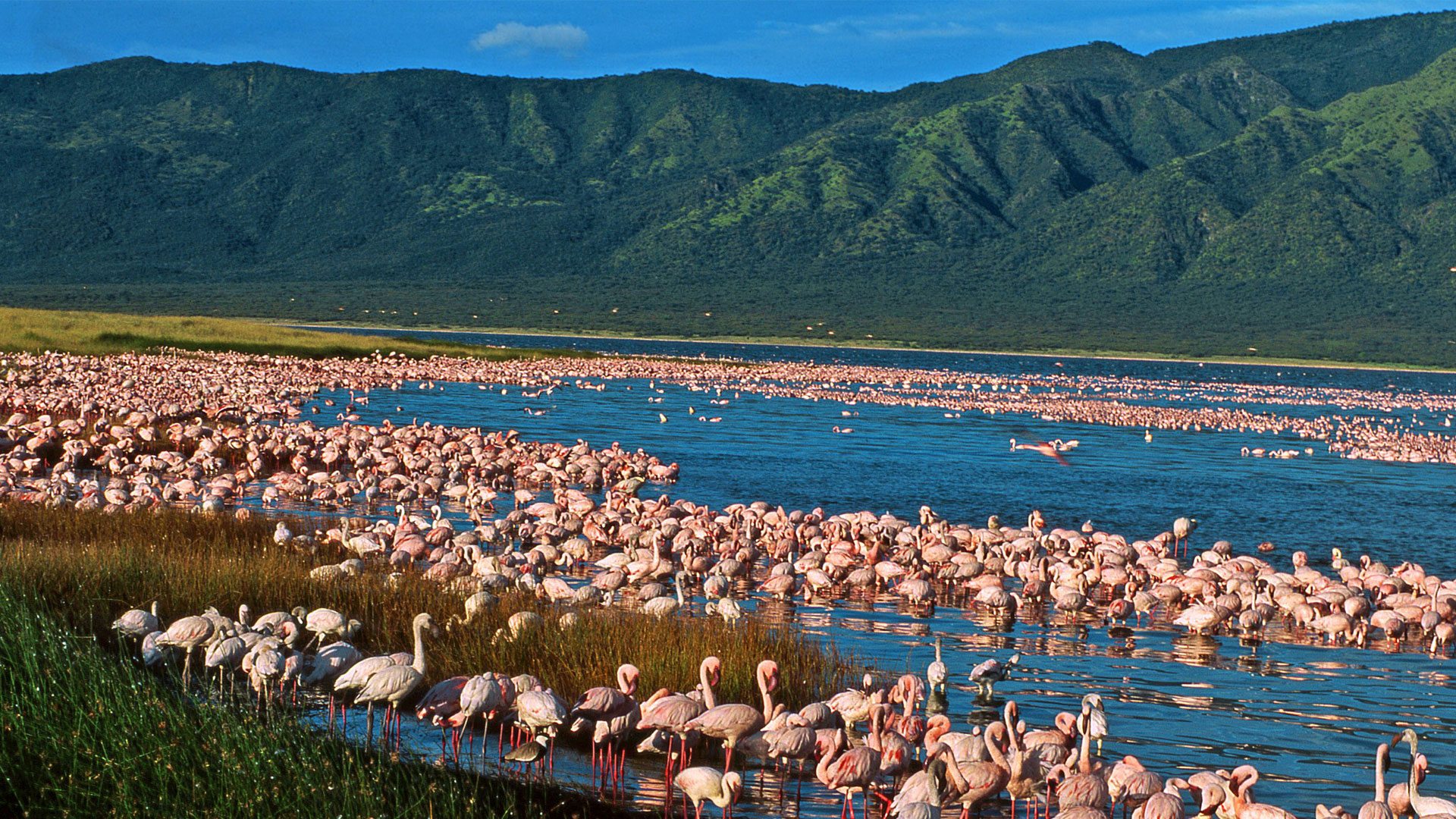 Flamingos, Rift Valley