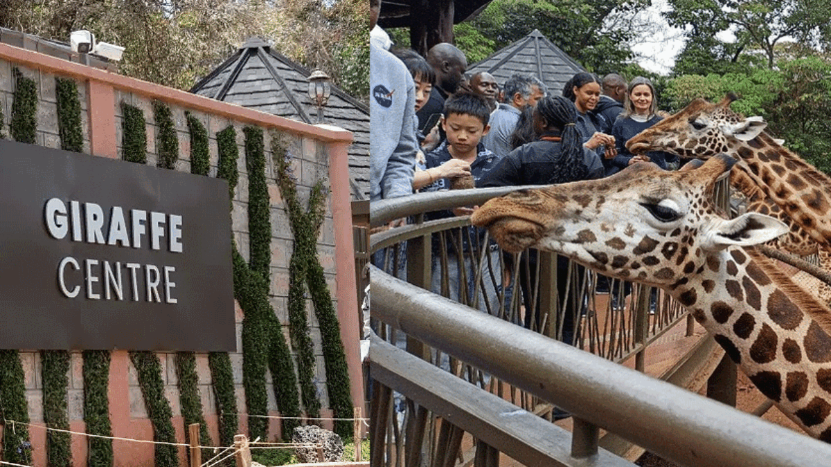 Giraffe Centre Nairobi