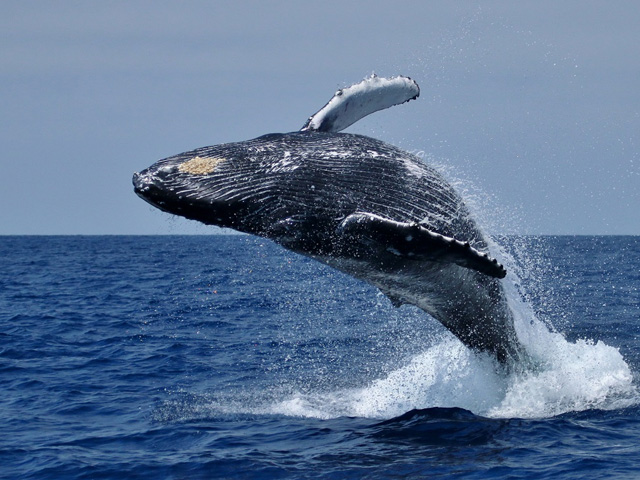 Whale Watching, Hermanus