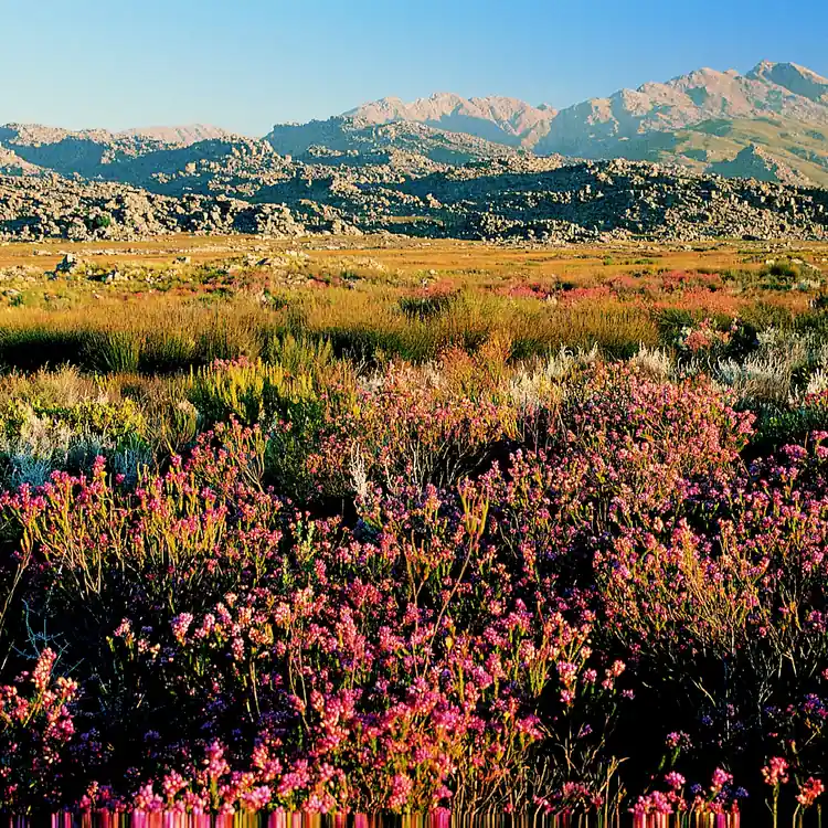 Fynbos of the Cape Floral Region — UNESCO World Heritage Site, Walker Bay, Western Cape