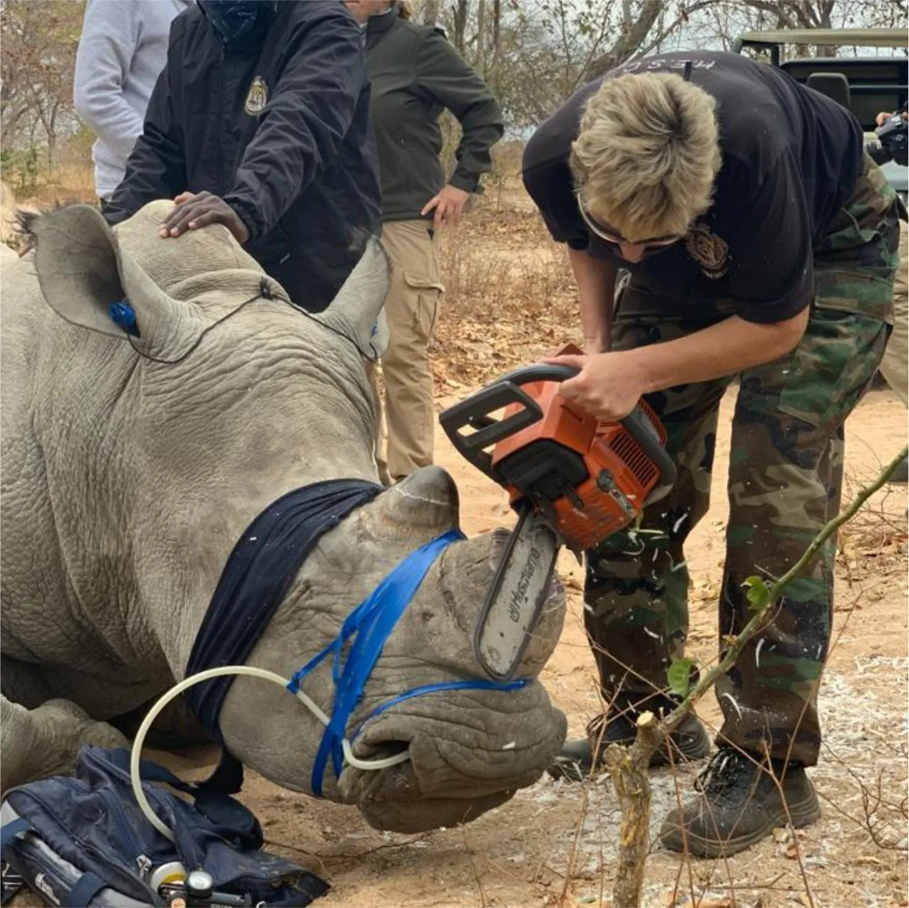 The Hoedspruit Endangered Species Centre, dedicated to rare and threatened species.