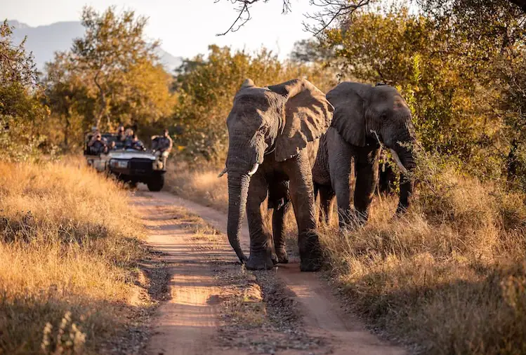 Elephants on a game drive at Kapama, Greater Kruger.