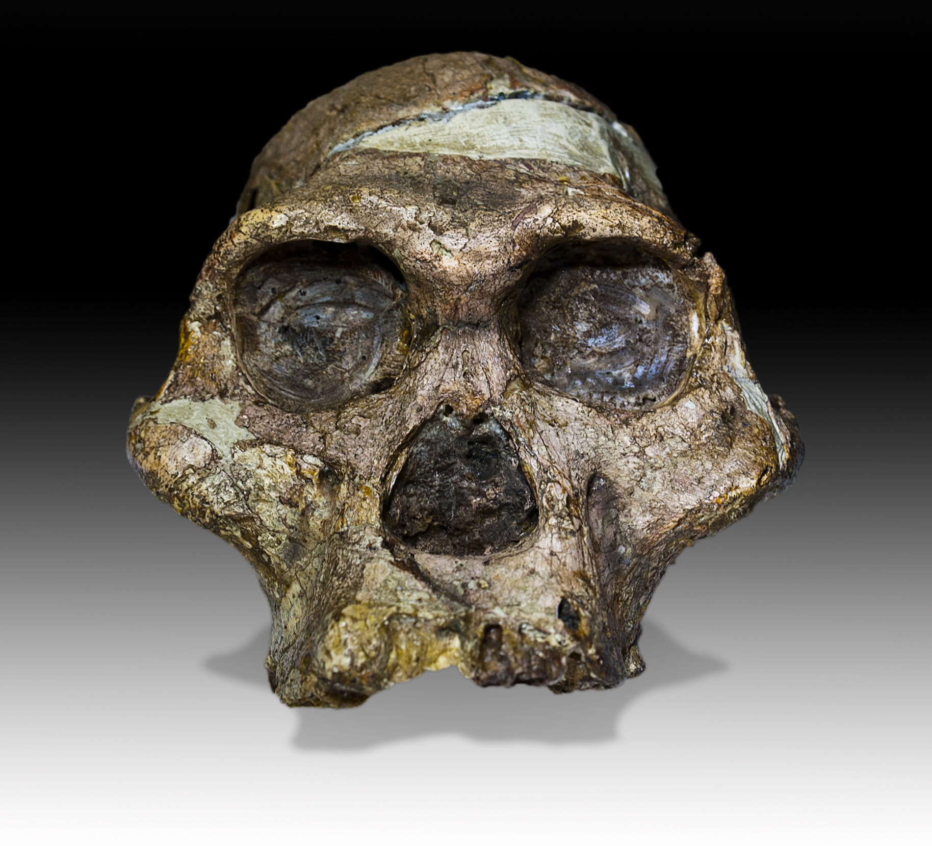 Mrs Ples — the most complete Australopithecus africanus skull found in South Africa, Sterkfontein