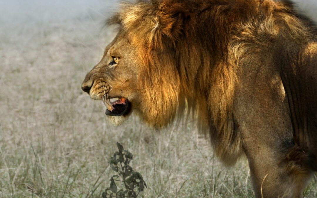 Lake Manyara National Park