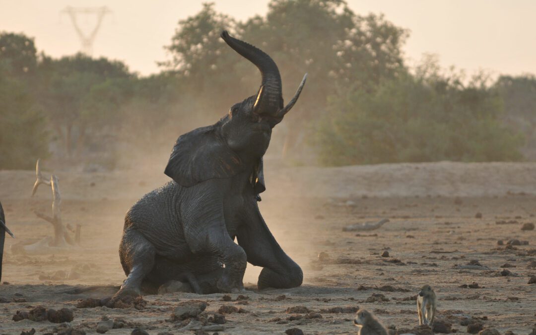 Ruaha National Park