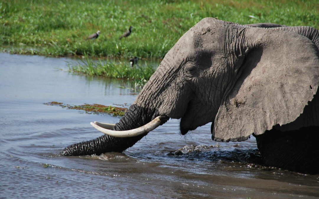 Selous Game Reserve