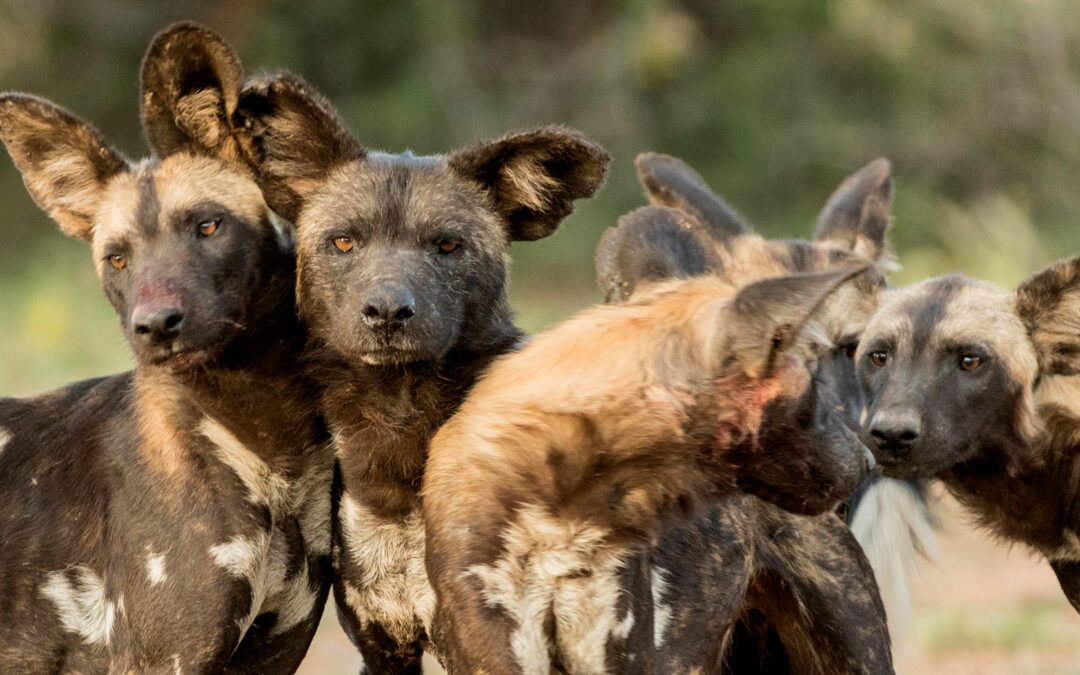 Ngorongoro Crater