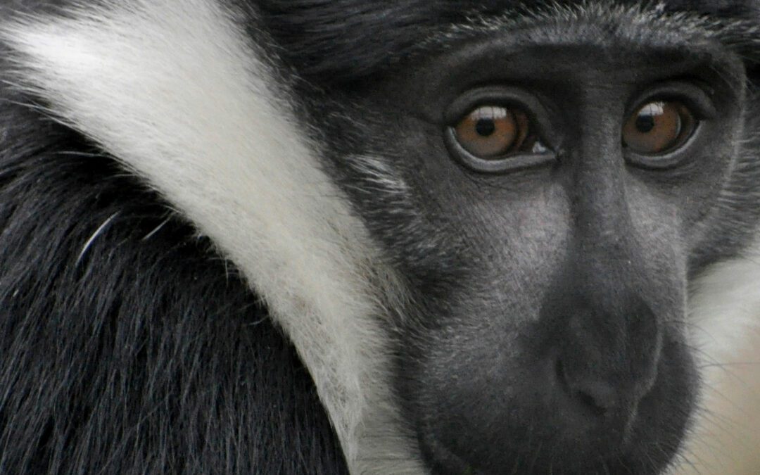 Kibale National Park