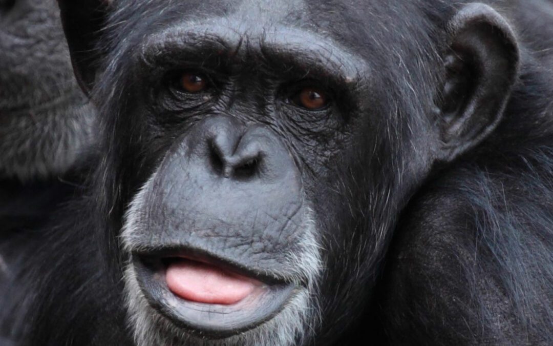 Bwindi Impenetrable National Park